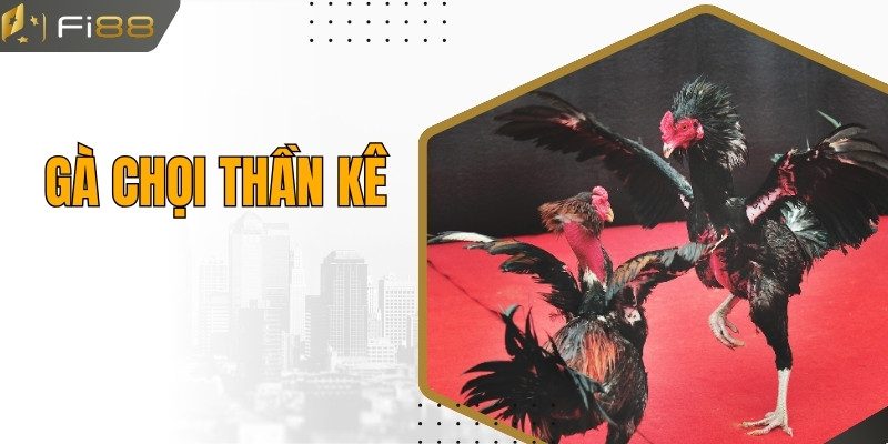 Gà Chọi Thần Kê - Tìm Hiểu Các Giống Gà Thần Kê Nổi Tiếng